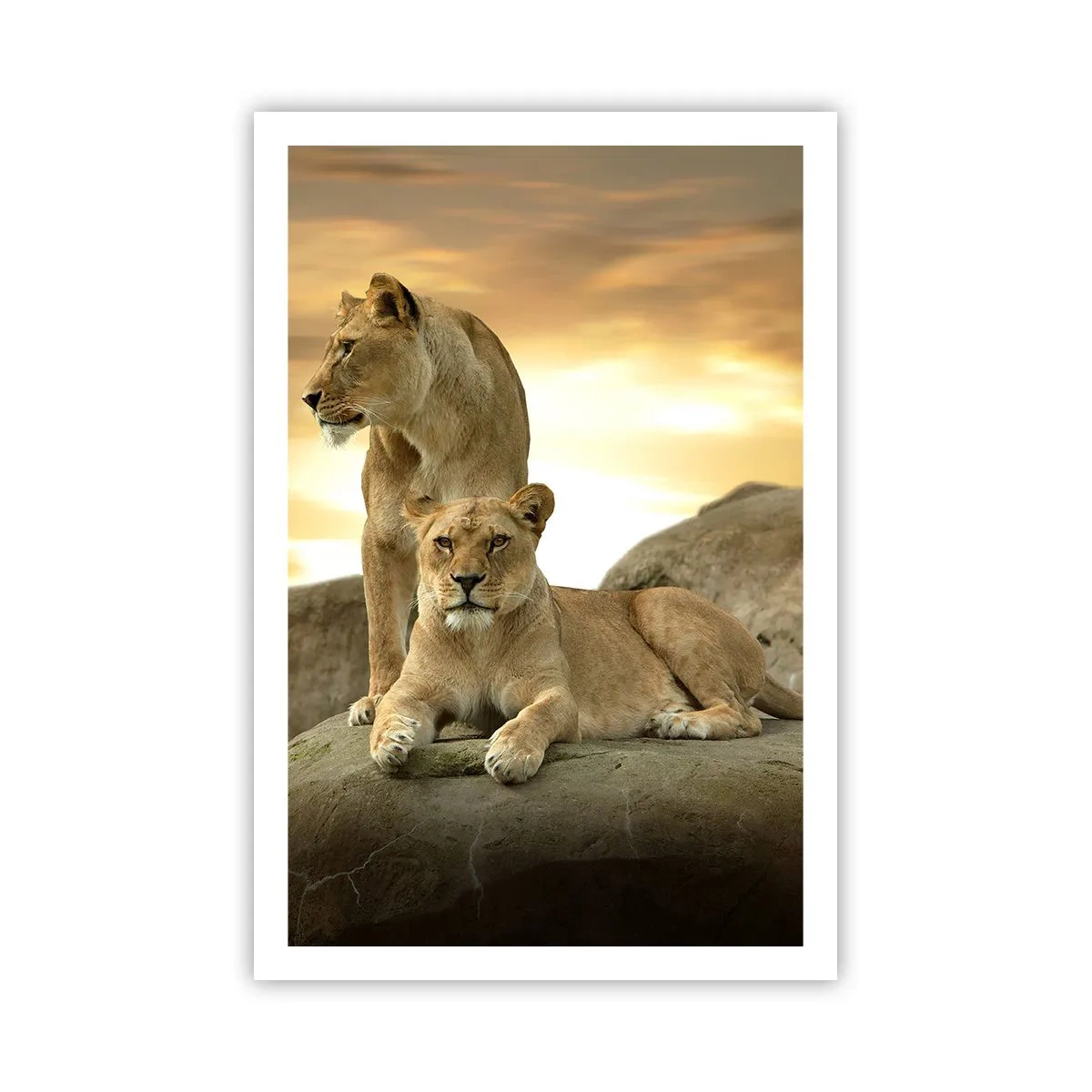 Poster - Königliche Majestät - 61x91 cm