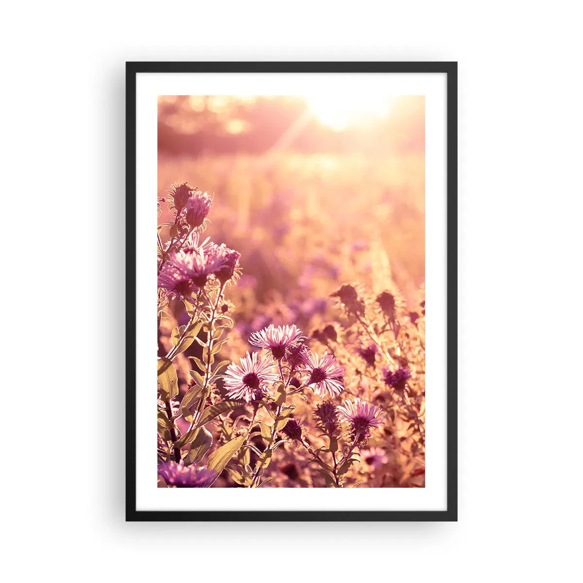 Poster in einem schwarzem Rahmen - Ein Feld mit lila Blumen im Licht der untergehenden Sonne - 50x70cm - Bevor der Sommer vorbei ist - Moderne Wanddekoration für Wohnzimmer und Schlafzimmer ARTTOR