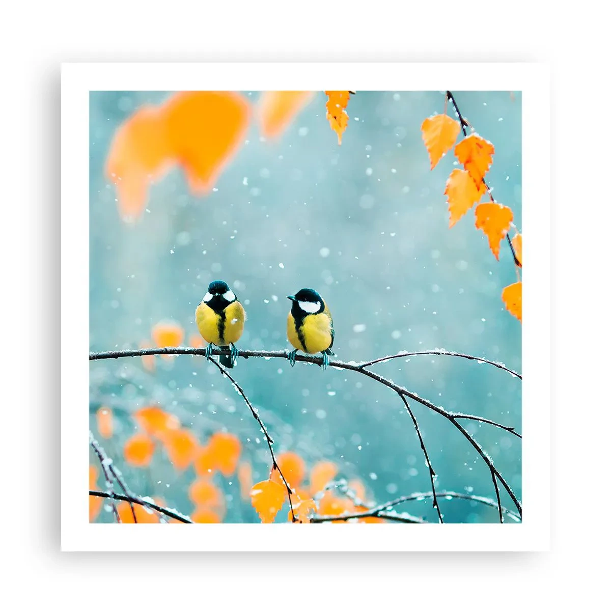 Poster - Vogelklatsch - 60x60 cm