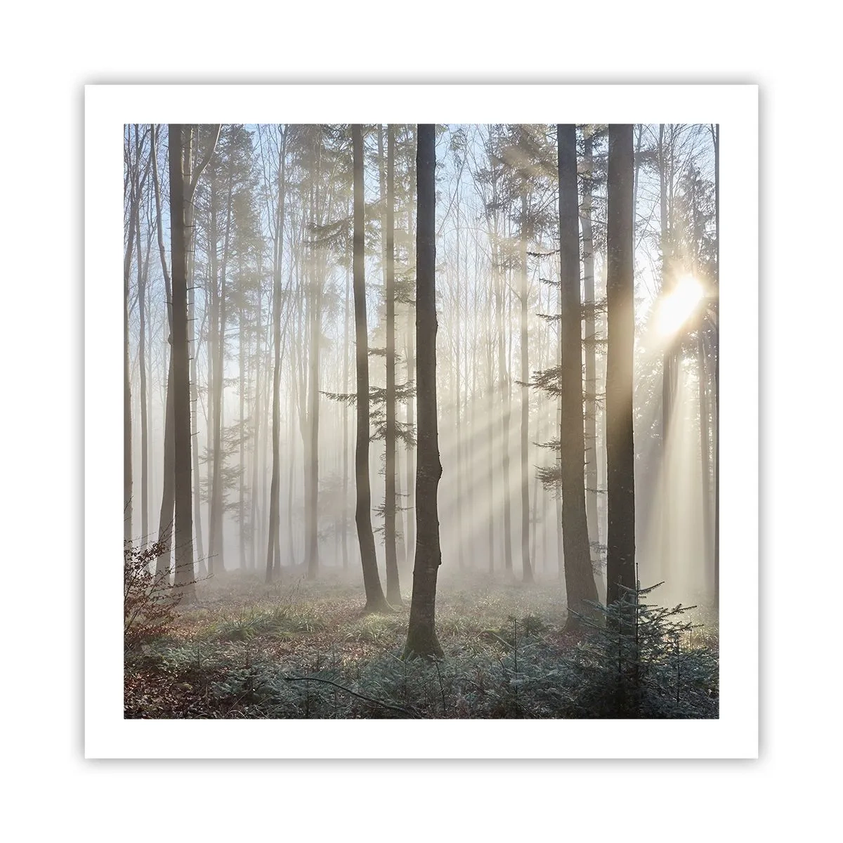 Poster - Der Nebel ist auch aufgewacht - 60x60 cm