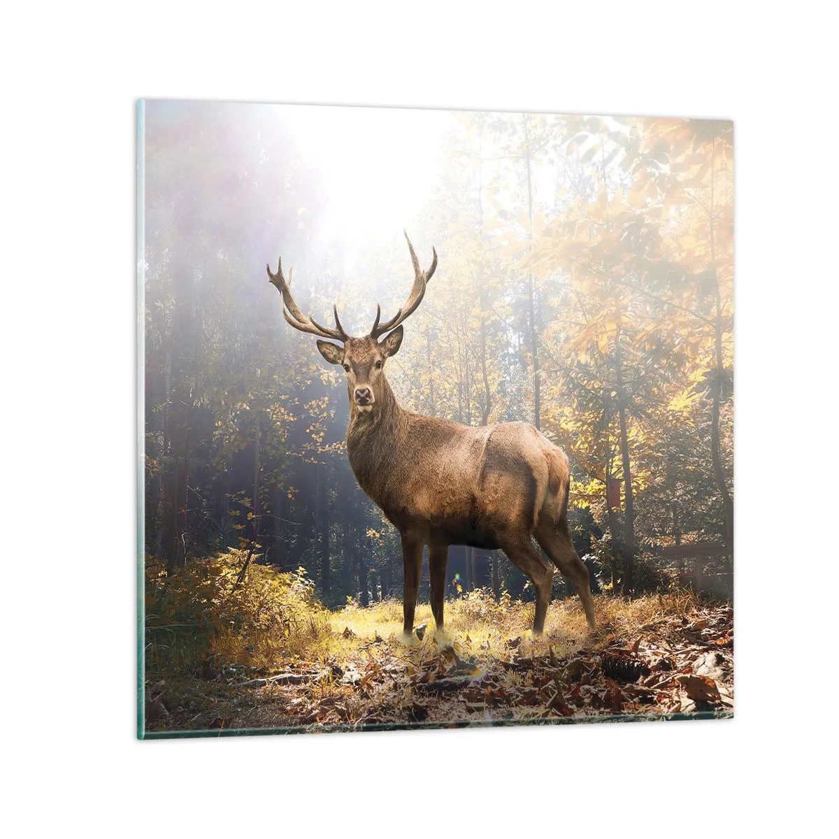 Glasbild - Bild auf glas - In voller Majestät - 60x60 cm