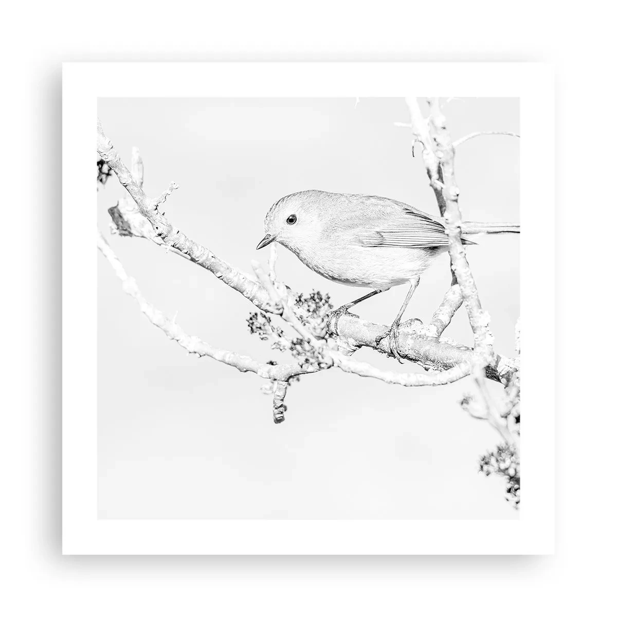 Poster - Wintermorgen - 50x50 cm