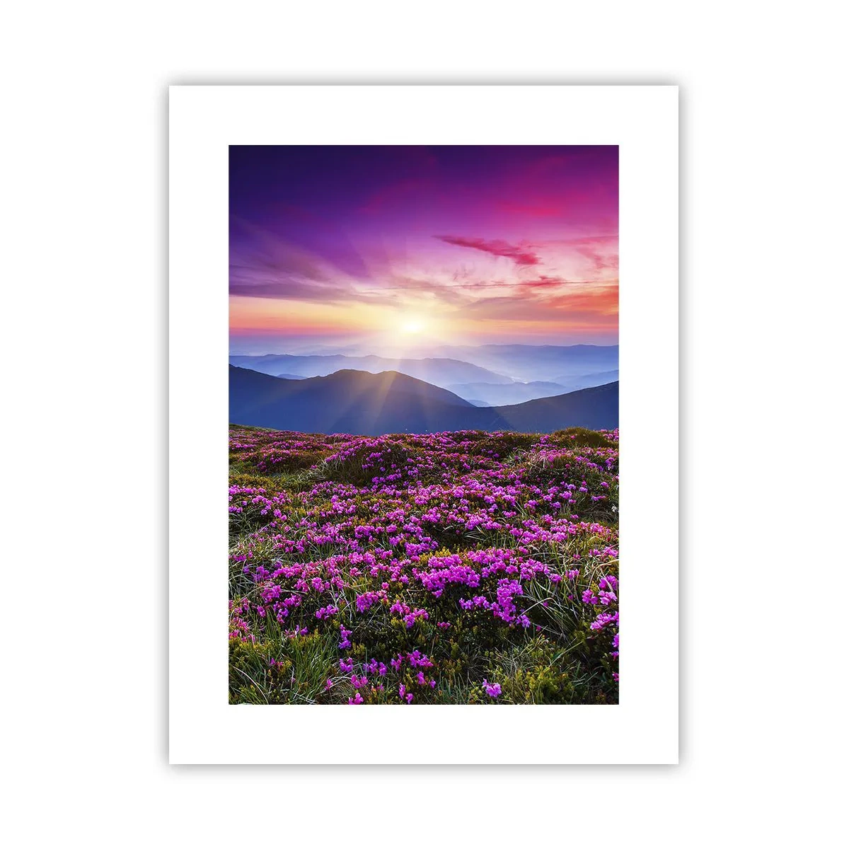 Poster - Kräuter dufteten nach frischen Trauben von den Feldern - 30x40 cm