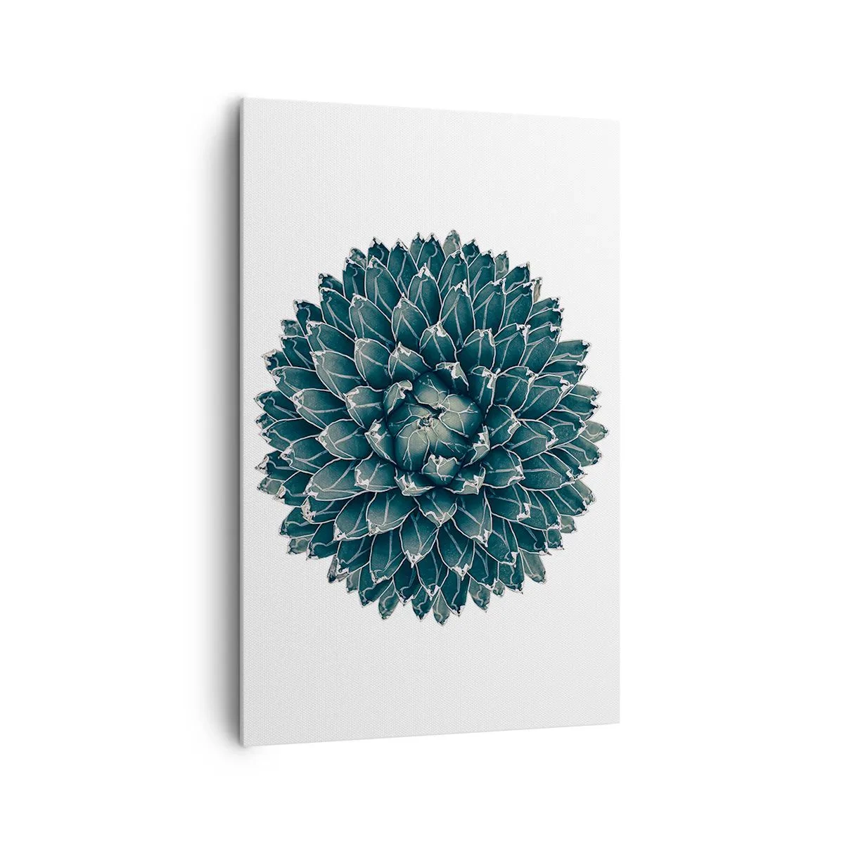 Bild auf Leinwand - Leinwandbild - Symmetrische Sukkulente auf weißem Hintergrund - 80x120cm - Stern der Wüste - Moderne Wanddekoration für Wohnzimmer und Schlafzimmer ARTTOR