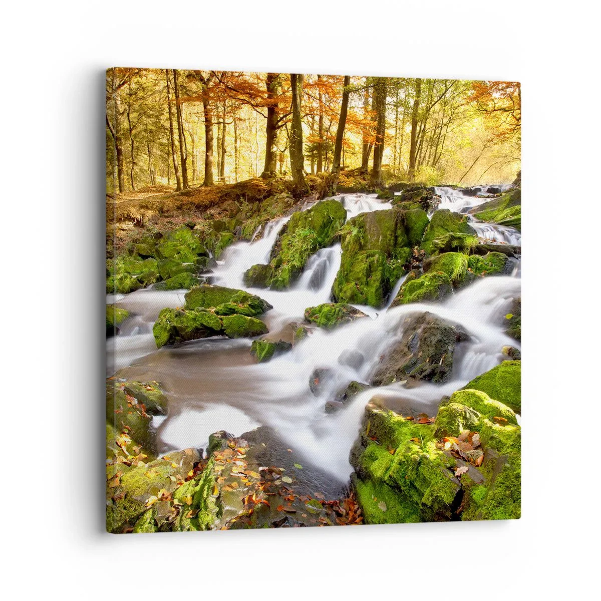 Bild auf Leinwand - Leinwandbild - Rasch durch den herbstlichen Wald - 30x30 cm