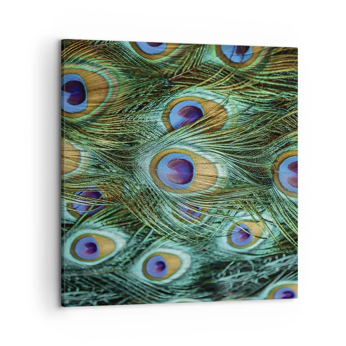 Bild auf Leinwand - Leinwandbild - Ein Blick mit Pfauenaugen - 50x50 cm