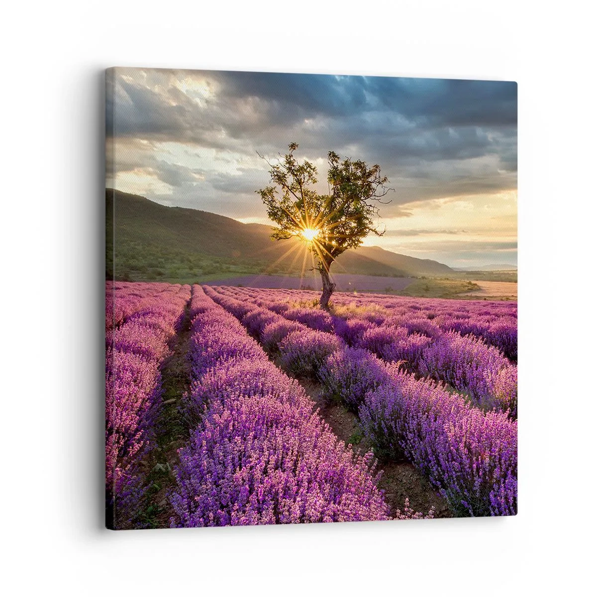 Bild auf Leinwand - Leinwandbild - Fliederfarbenes Aroma - 30x30 cm