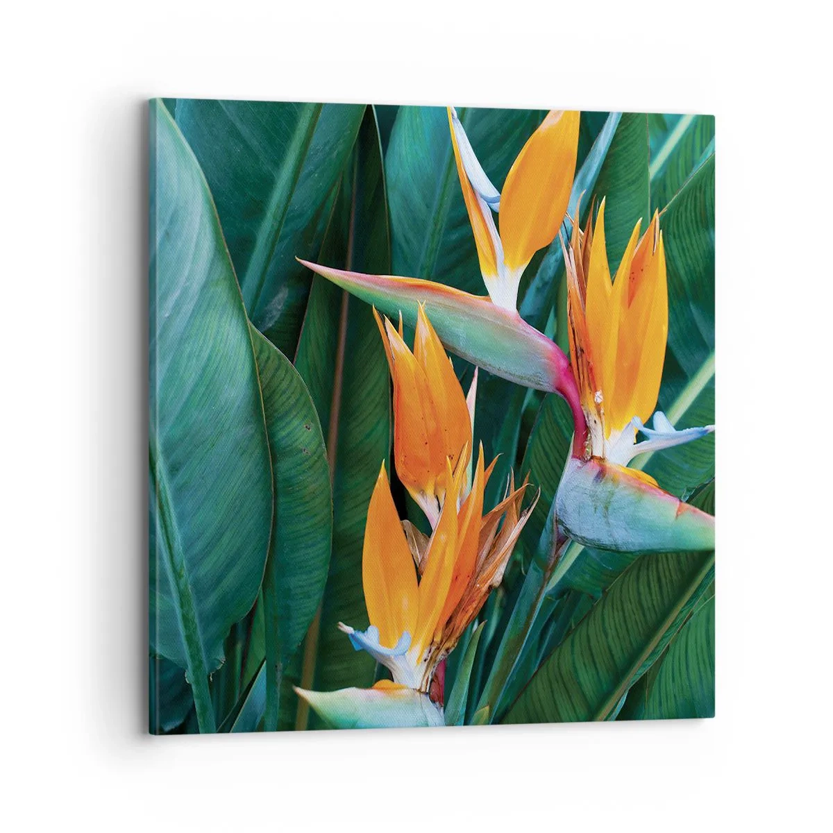 Bild auf Leinwand - Leinwandbild - Ist es eine Blume oder ist es ein Vogel? - 70x70 cm