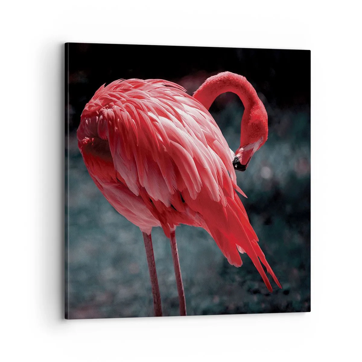 Bild auf Leinwand - Leinwandbild - Ein purpurrotes Gedicht der Natur - 70x70 cm