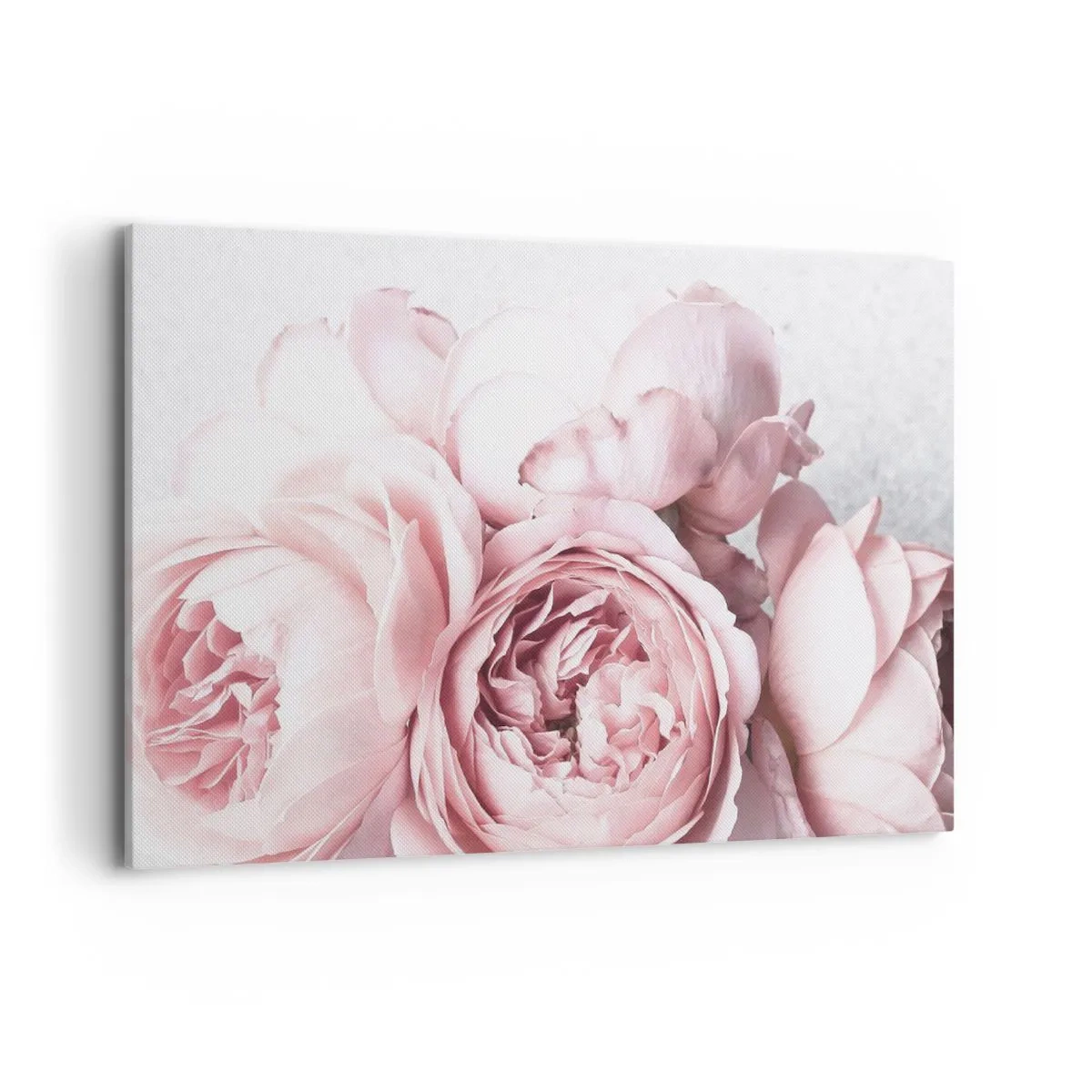 Bild auf Leinwand - Leinwandbild - Rosa Pfingstrosen in sanftem Licht vor hellem Hintergrund - 120x80cm - Für Romantiker - Moderne Wanddekoration für Wohnzimmer und Schlafzimmer ARTTOR