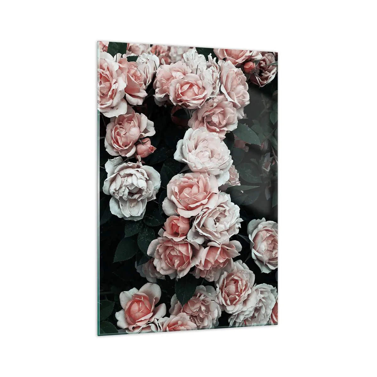 Glasbild - Bild auf glas - Rosa Rosen auf dunklem Hintergrund in einer subtilen Komposition - 70x100cm - Rosen-Ensemble - Moderne Wanddekoration für Wohnzimmer und Schlafzimmer ARTTOR