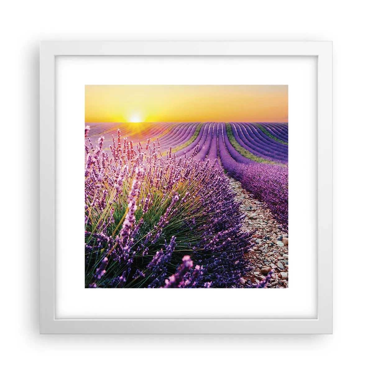 Poster in einem weißen Rahmen - Duftende Kornfelder - 30x30 cm