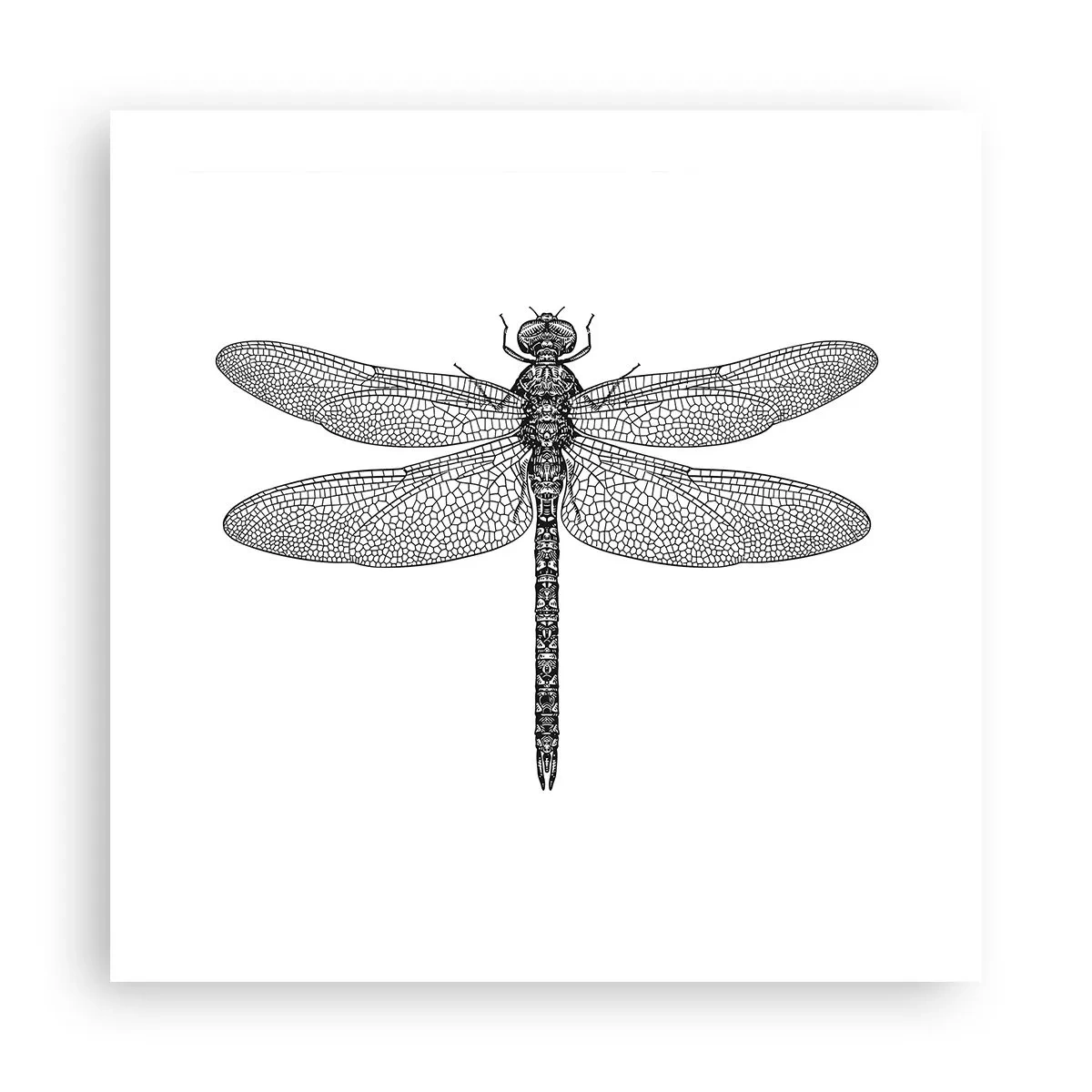 Poster - Präzision der Natur - 50x50 cm