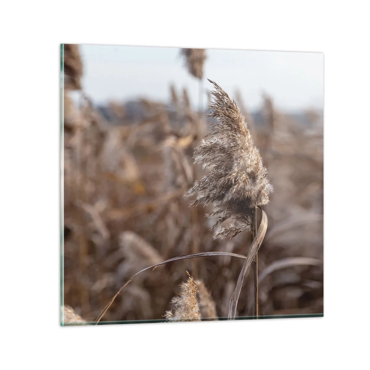 Glasbild - Bild auf glas - Zeit, mit dem Wind zu gehen - 70x70 cm