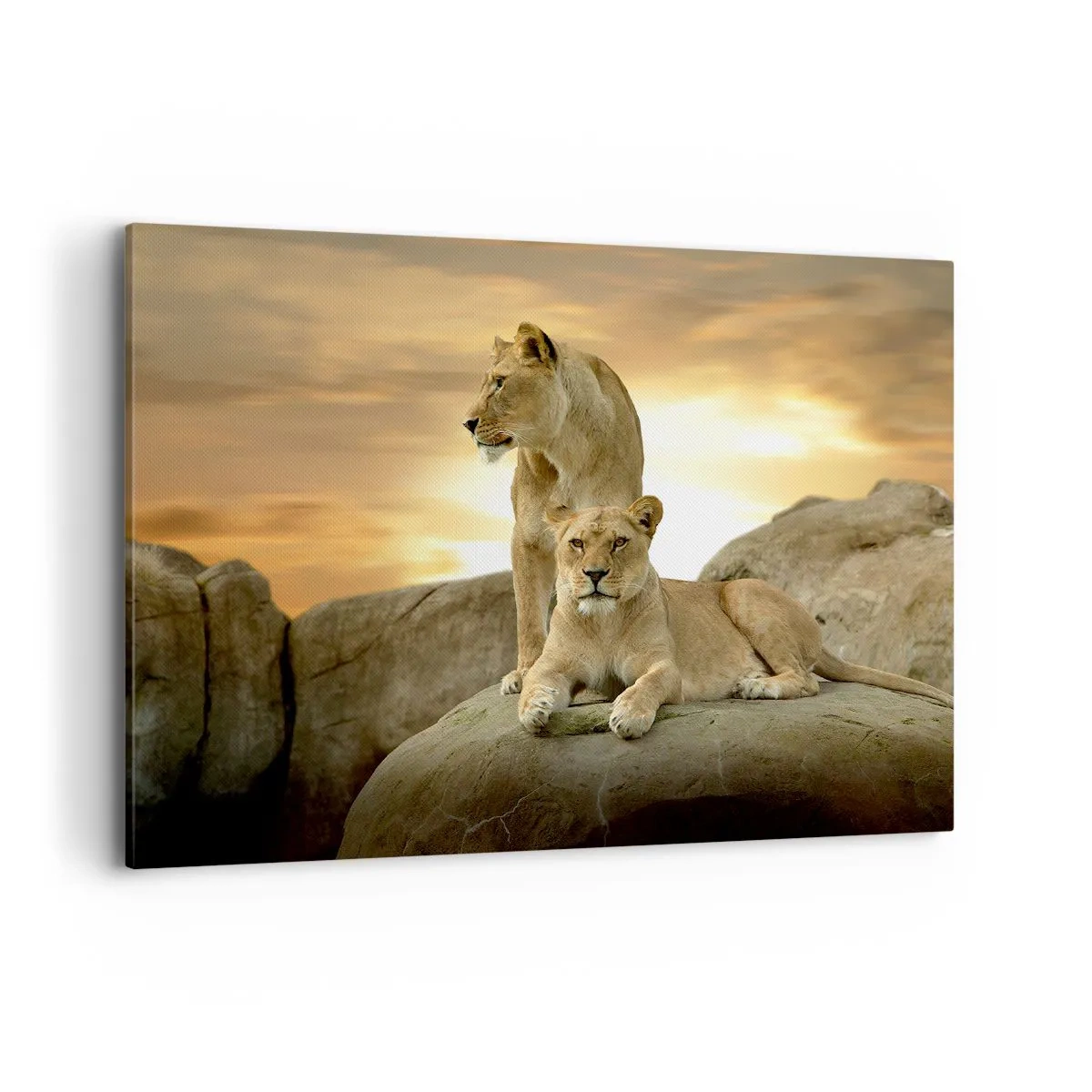Bild auf Leinwand - Leinwandbild - Zwei Löwinnen ruhen bei Sonnenuntergang auf einem Felsen - 100x70cm - Königliche Majestät - Moderne Wanddekoration für Wohnzimmer und Schlafzimmer ARTTOR