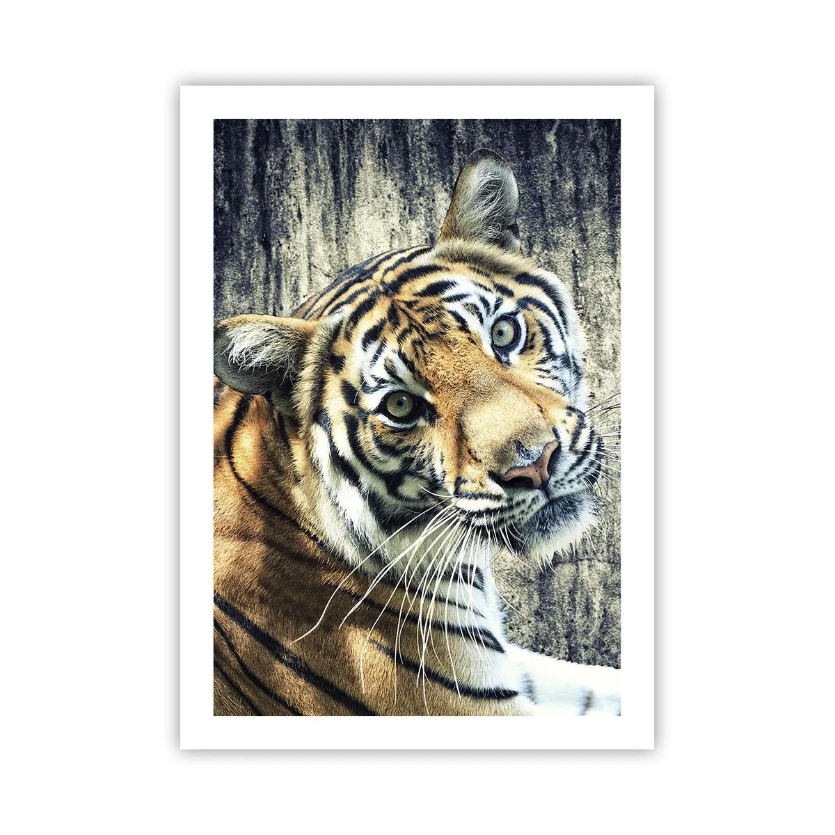 Poster - Nahaufnahme eines Tigers vor einer natürlichen Wand - 50x70cm - Portrait in Lichtstrahlen - Moderne Wanddekoration für Wohnzimmer und Schlafzimmer ARTTOR
