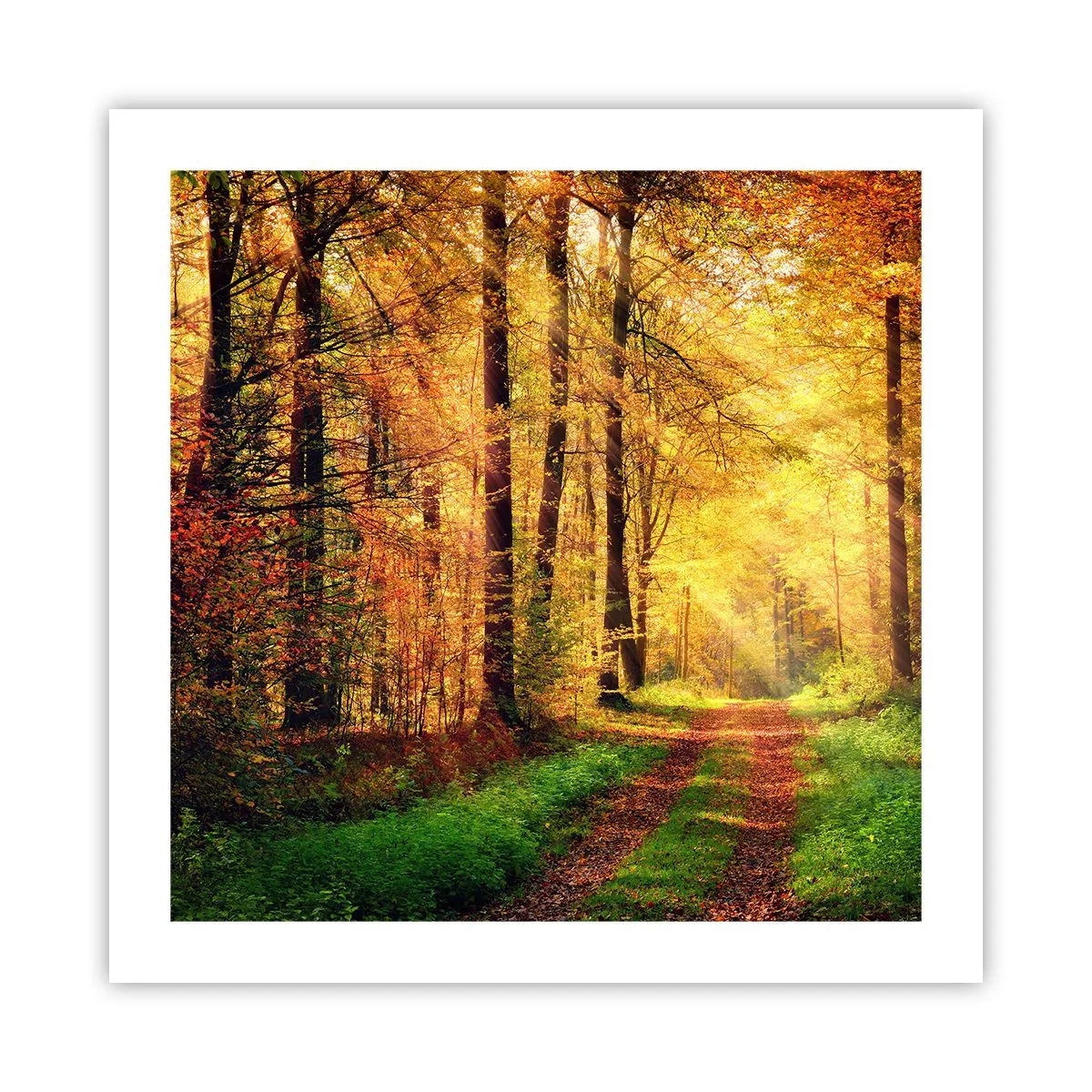Poster - Waldgoldene Stille - 50x50 cm