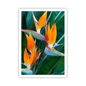 Poster - Ist es eine Blume oder ist es ein Vogel? - 70x100 cm