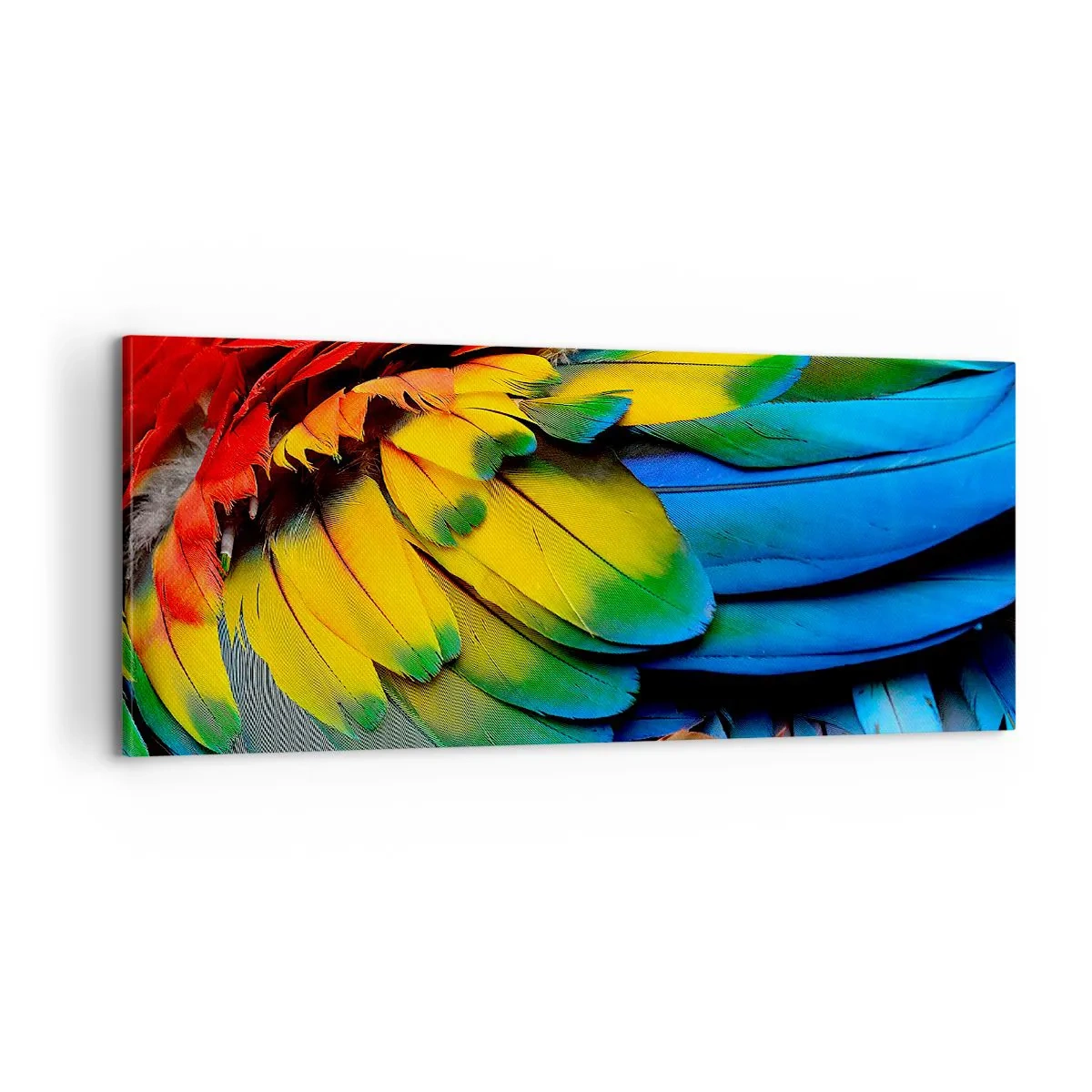 Bild auf Leinwand - Leinwandbild - Paradiesvogel - 100x40 cm