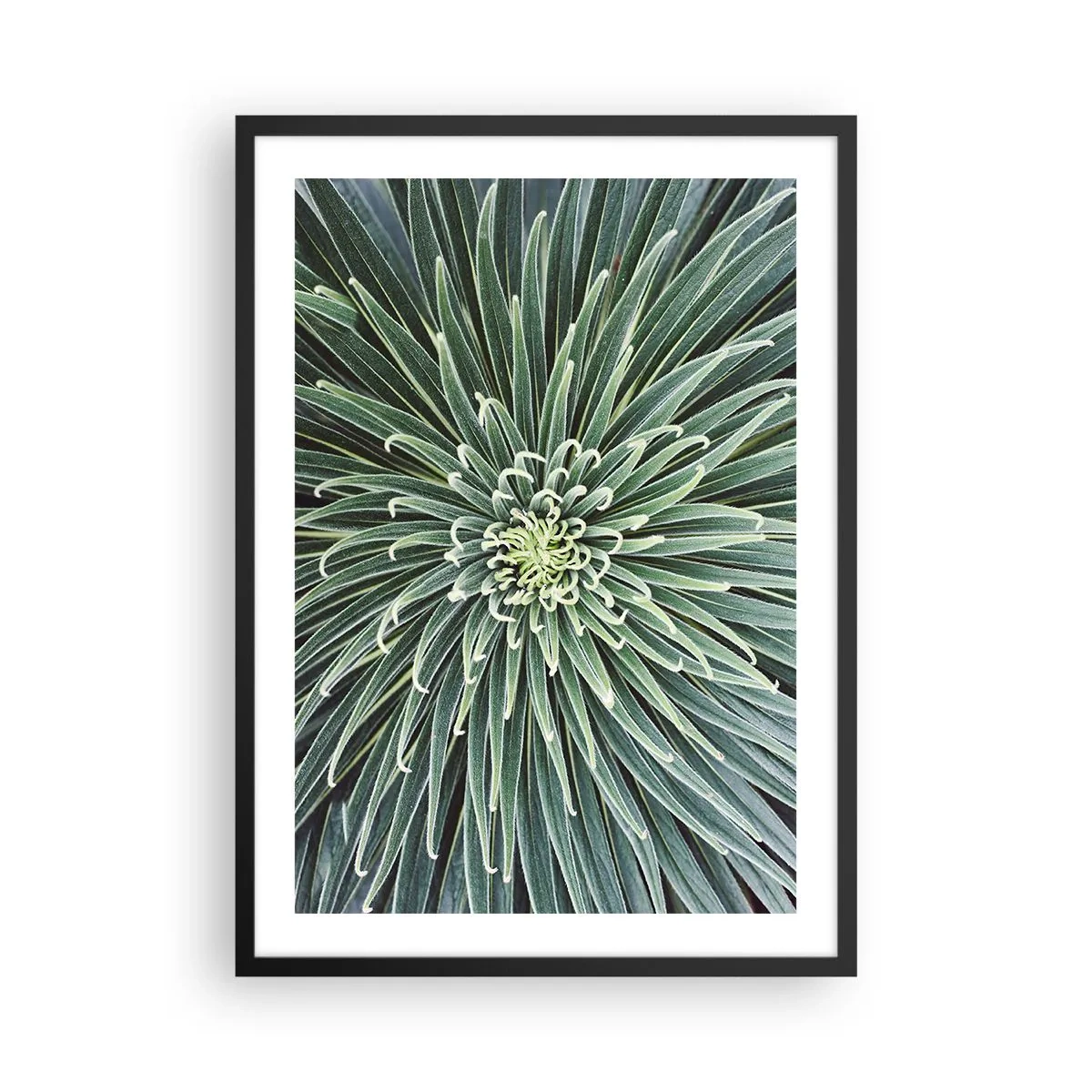 Poster in einem schwarzem Rahmen - Eine Nahaufnahme einer grünen Pflanze mit symmetrischen Blättern. - 50x70cm - Ein Star ist geboren - Moderne Wanddekoration für Wohnzimmer und Schlafzimmer ARTTOR