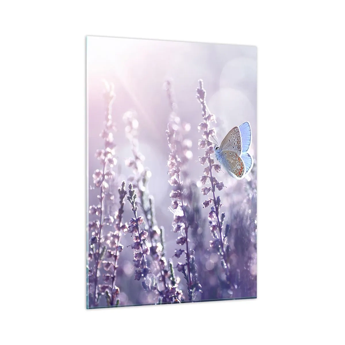 Glasbild - Bild auf glas - Ein Schmetterling in einem Lavendelfeld im Sonnenschein - 50x70cm - Schmetterlingskuss - Moderne Wanddekoration für Wohnzimmer und Schlafzimmer ARTTOR