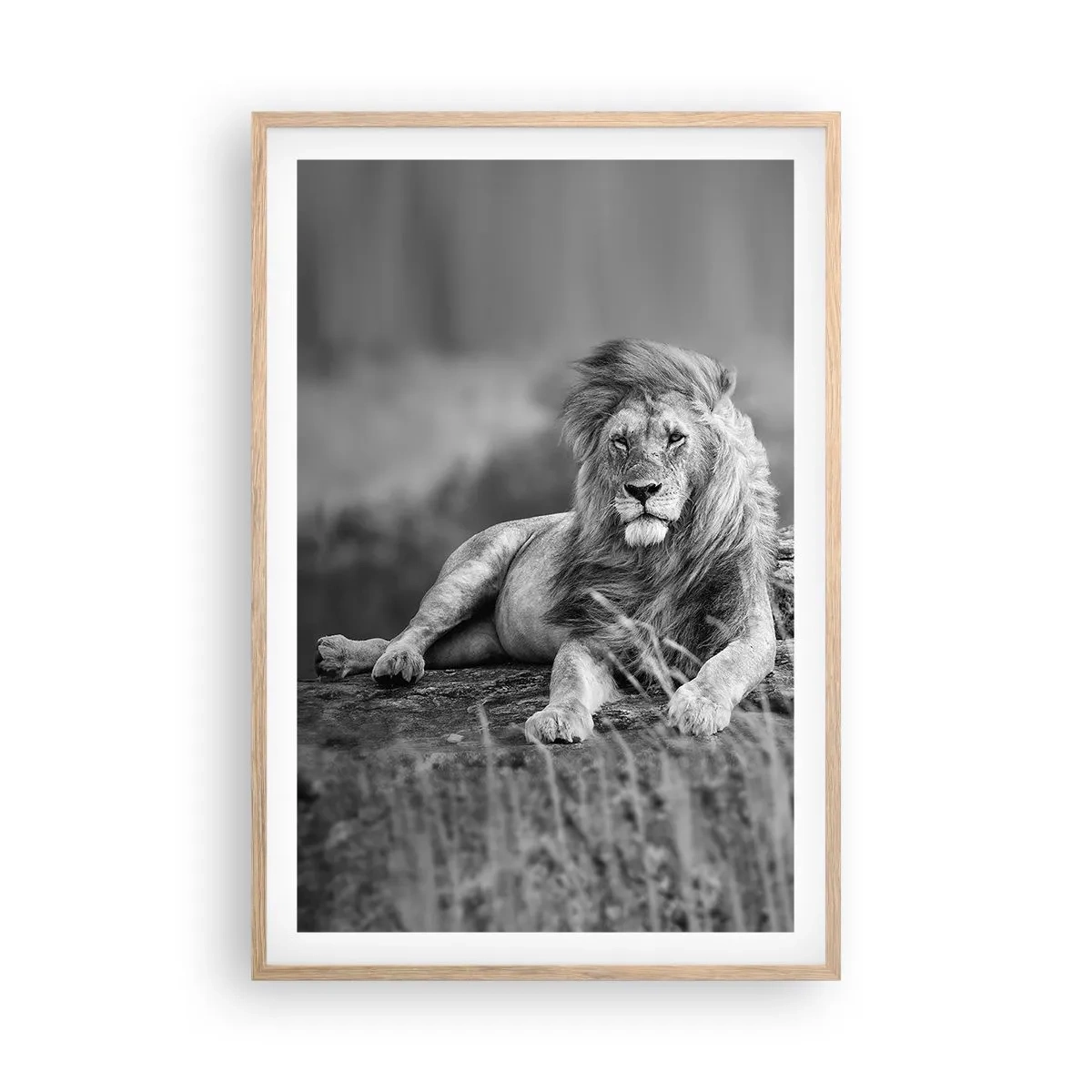 Poster in einem Rahmen aus heller Eiche - Königliche Siesta - 61x91 cm