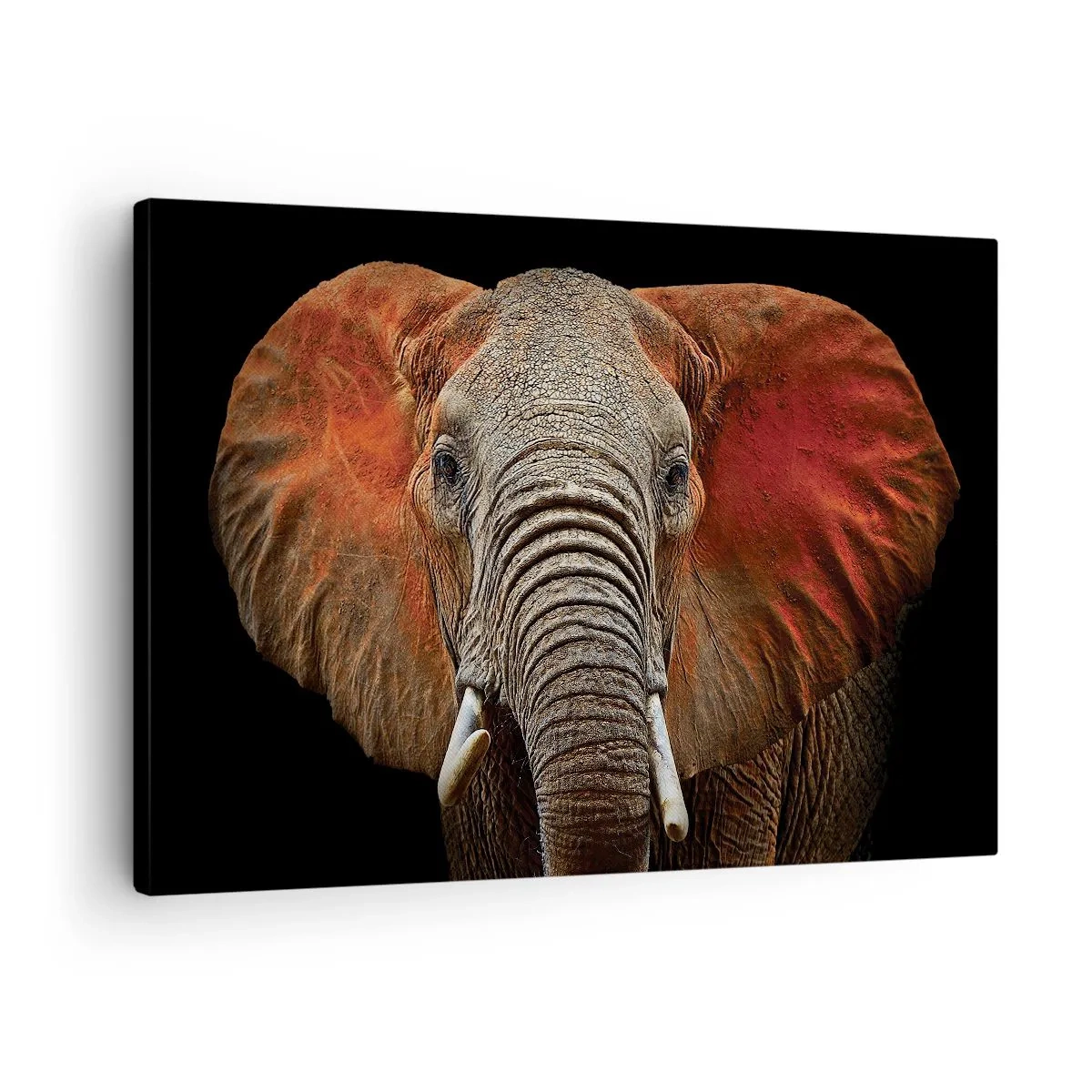 Bild auf Leinwand - Leinwandbild - Porträt eines Elefanten auf schwarzem Hintergrund - 70x50cm - Ich bin wild und du? - Moderne Wanddekoration für Wohnzimmer und Schlafzimmer ARTTOR