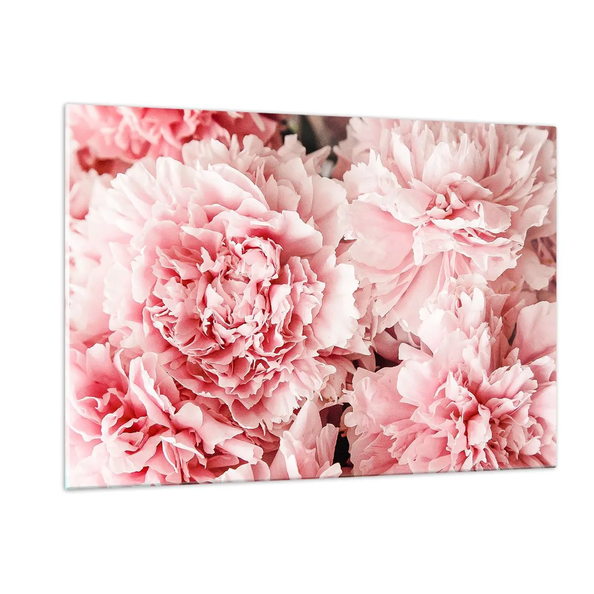 Glasbild - Bild auf glas - Nahaufnahme von rosa Pfingstrosen in voller Blüte - 120x80cm - Rosa Traum - Moderne Wanddekoration für Wohnzimmer und Schlafzimmer ARTTOR