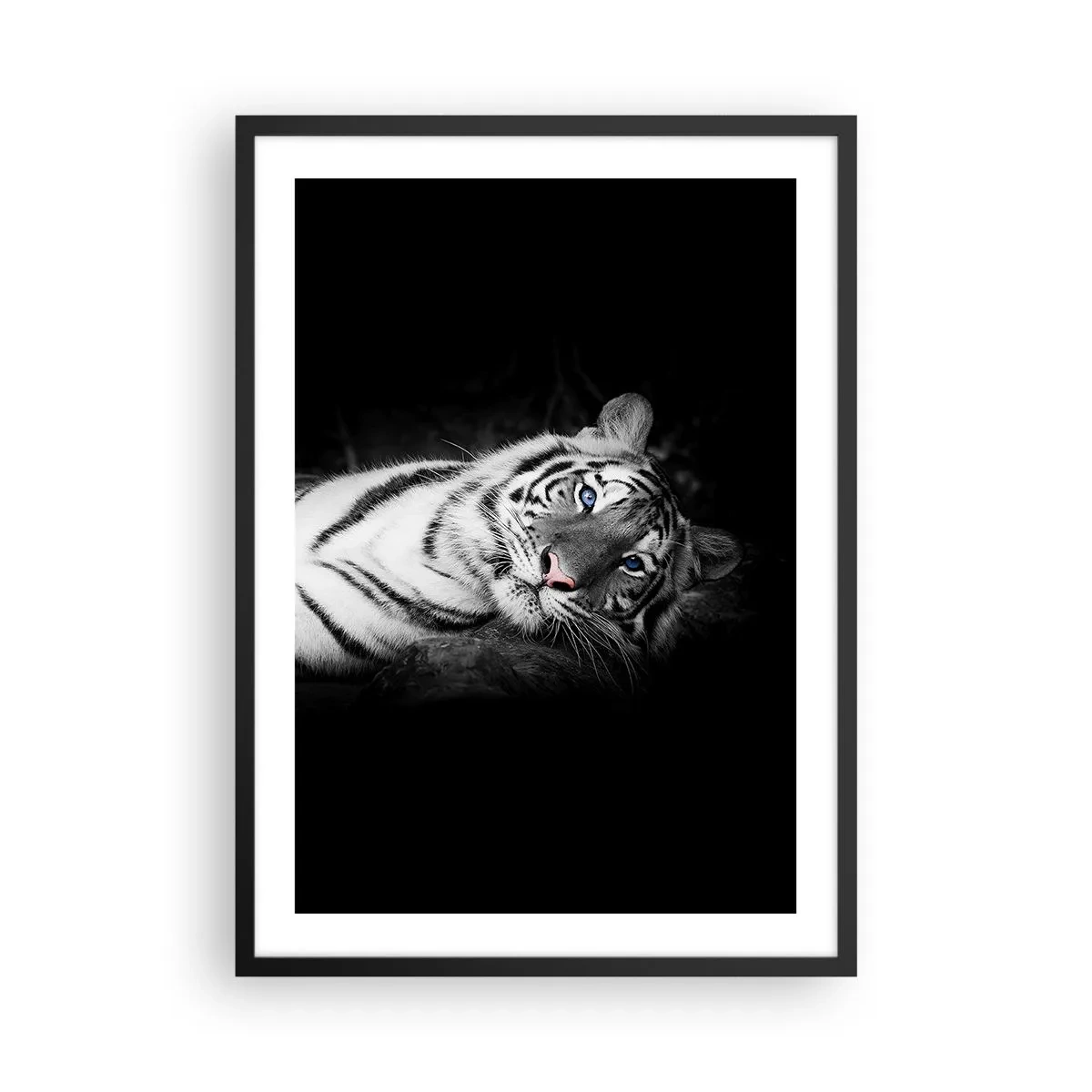 Poster in einem schwarzem Rahmen - Ein weißer Tiger in einer kontrastierenden Aufnahme vor schwarzem Hintergrund - 50x70cm - Wildnis und Frieden - Moderne Wanddekoration für Wohnzimmer und Schlafzimmer ARTTOR