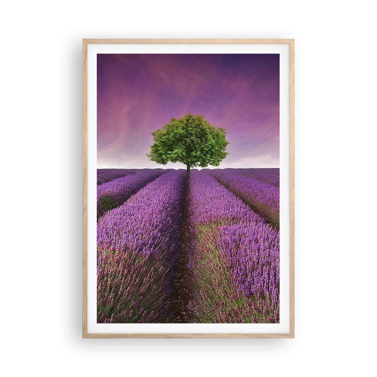 Poster in einem Rahmen aus heller Eiche - Auf Lavendelfeldern - 70x100 cm