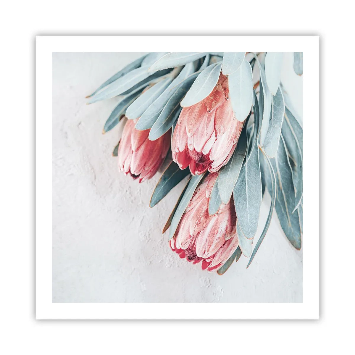 Poster - Schämen sich für ihre eigene Schönheit - 60x60 cm