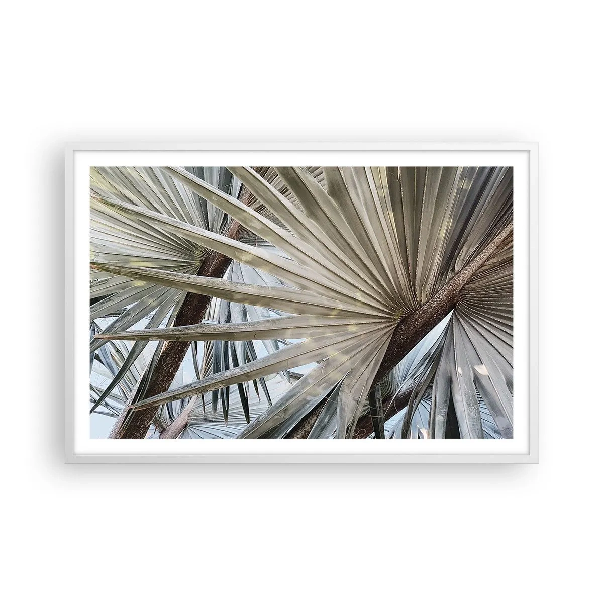 Poster in einem weißen Rahmen - Fans in den Tropen - 91x61 cm