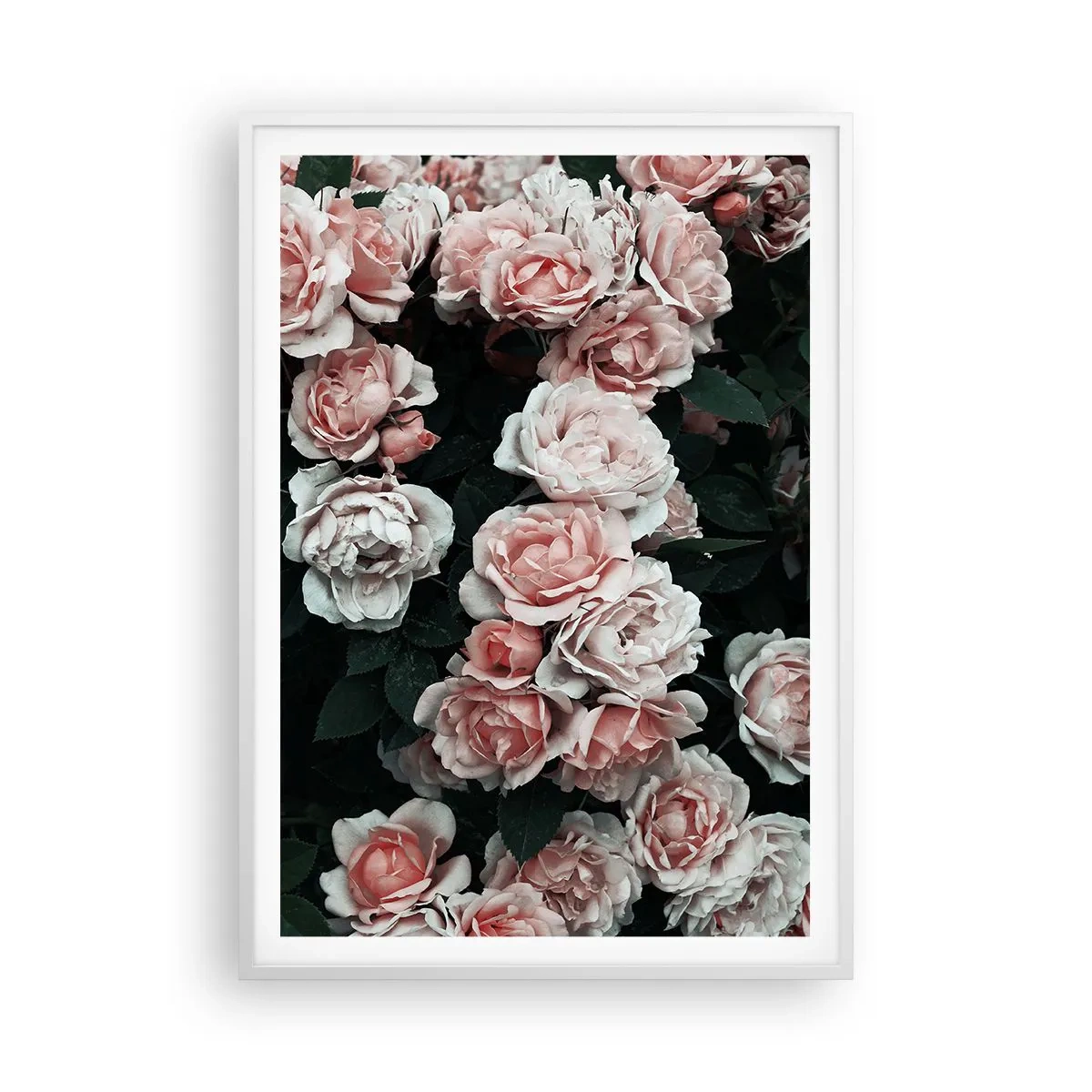 Poster in einem weißen Rahmen - Rosen-Ensemble - 70x100 cm