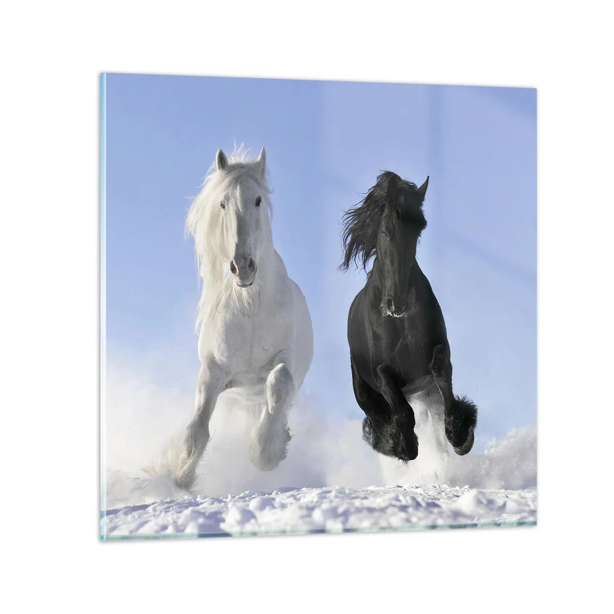 Glasbild - Bild auf glas - Schwarz-Weiß-Galopp - 70x70 cm
