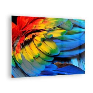 Glasbild - Bild auf glas - Bunte Papageienfedern in intensiven Regenbogenfarben - 70x50cm - Paradiesvogel - Moderne Wanddekoration für Wohnzimmer und Schlafzimmer ARTTOR