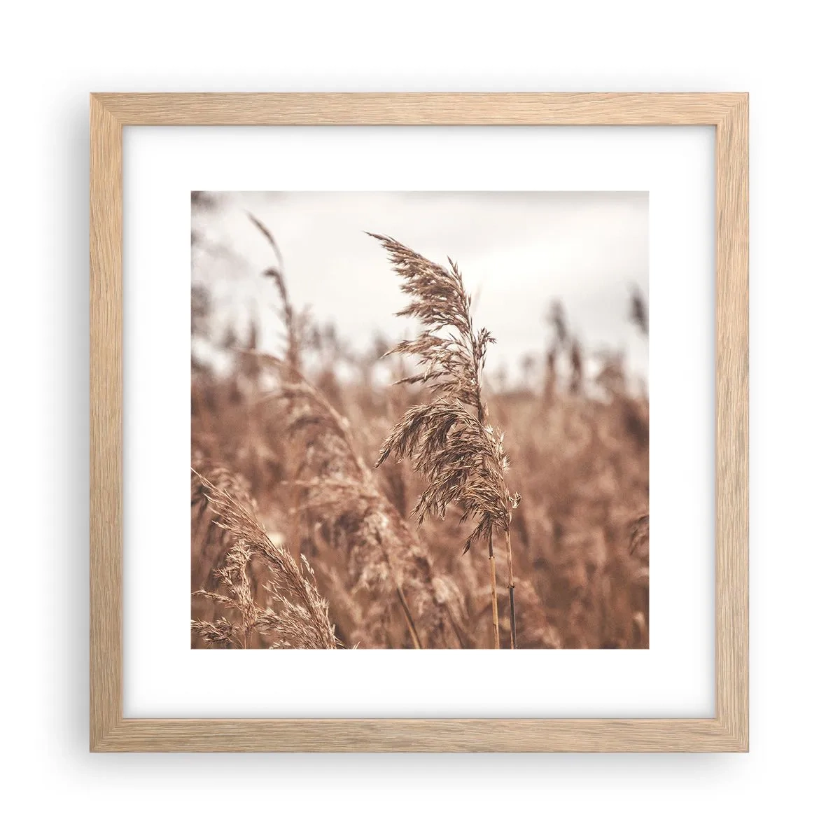 Poster in einem Rahmen aus heller Eiche - Auf den Feldern ist es schon Herbst - 30x30 cm