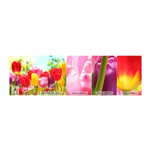 Fototapeten Muster Selbstklebend Deluxe Sticker - Wir sind es, die Farben des Mais! - Blumen, Tulpen, Garten - 100x30 cm
