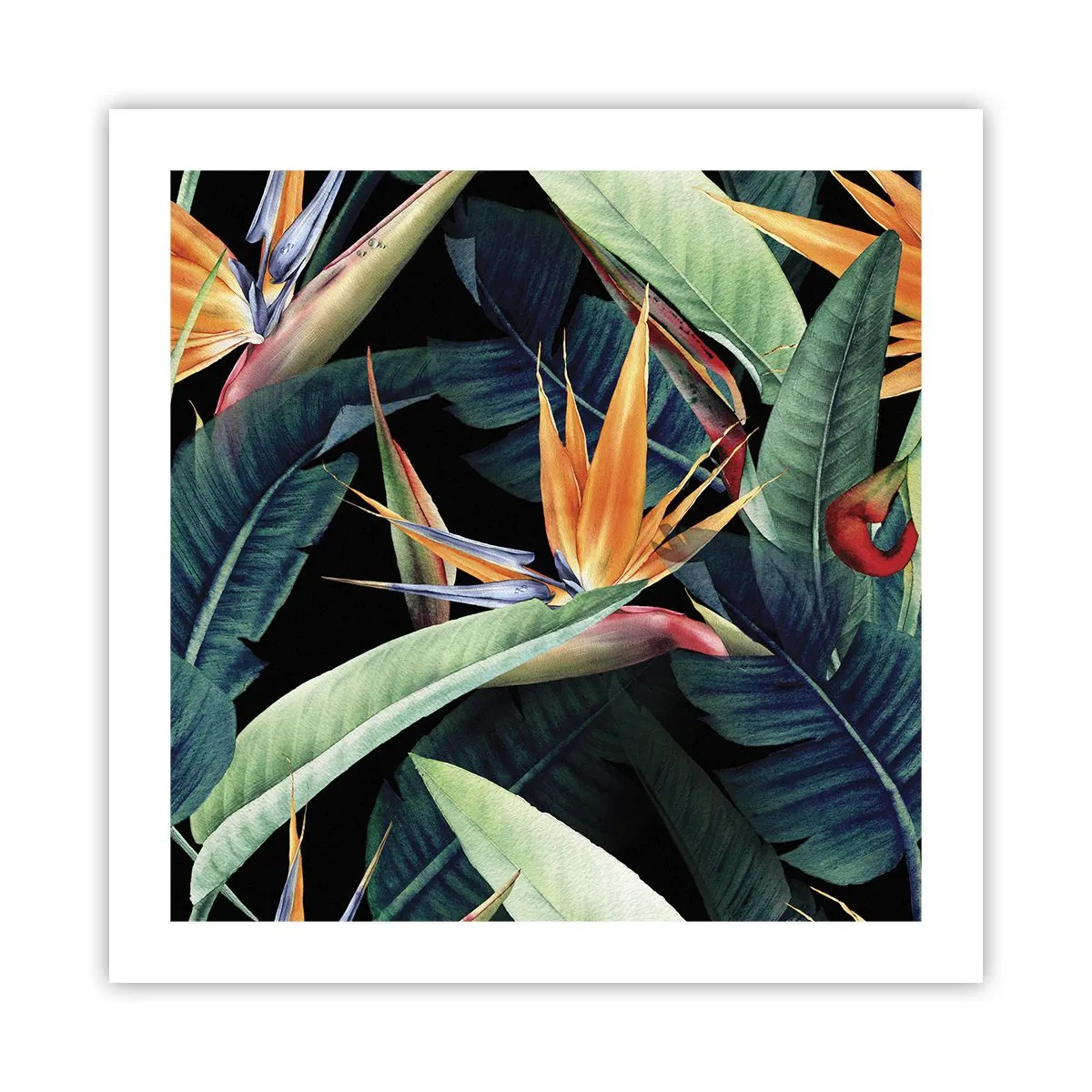 Poster - Flammende Blumen der Tropen - 50x50 cm
