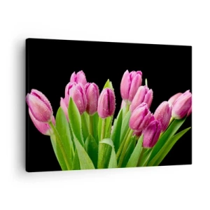 Bild auf Leinwand - Leinwandbild - Rosa Tulpen mit Tautropfen auf schwarzem Hintergrund - 70x50cm - Lila Frühlingsfreude - Moderne Wanddekoration für Wohnzimmer und Schlafzimmer ARTTOR