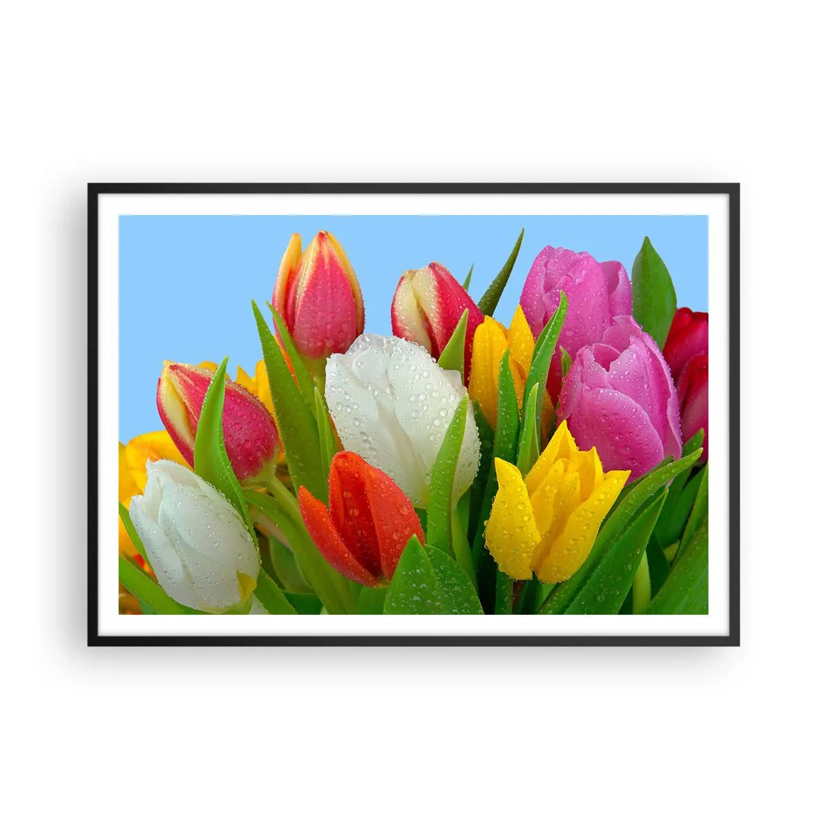 Poster in einem schwarzem Rahmen - Bunte Tulpen mit Tautropfen auf blauem Hintergrund bedeckt - 100x70cm - Ein blumiger Regenbogen in Tautropfen - Moderne Wanddekoration für Wohnzimmer und Schlafzimmer ARTTOR