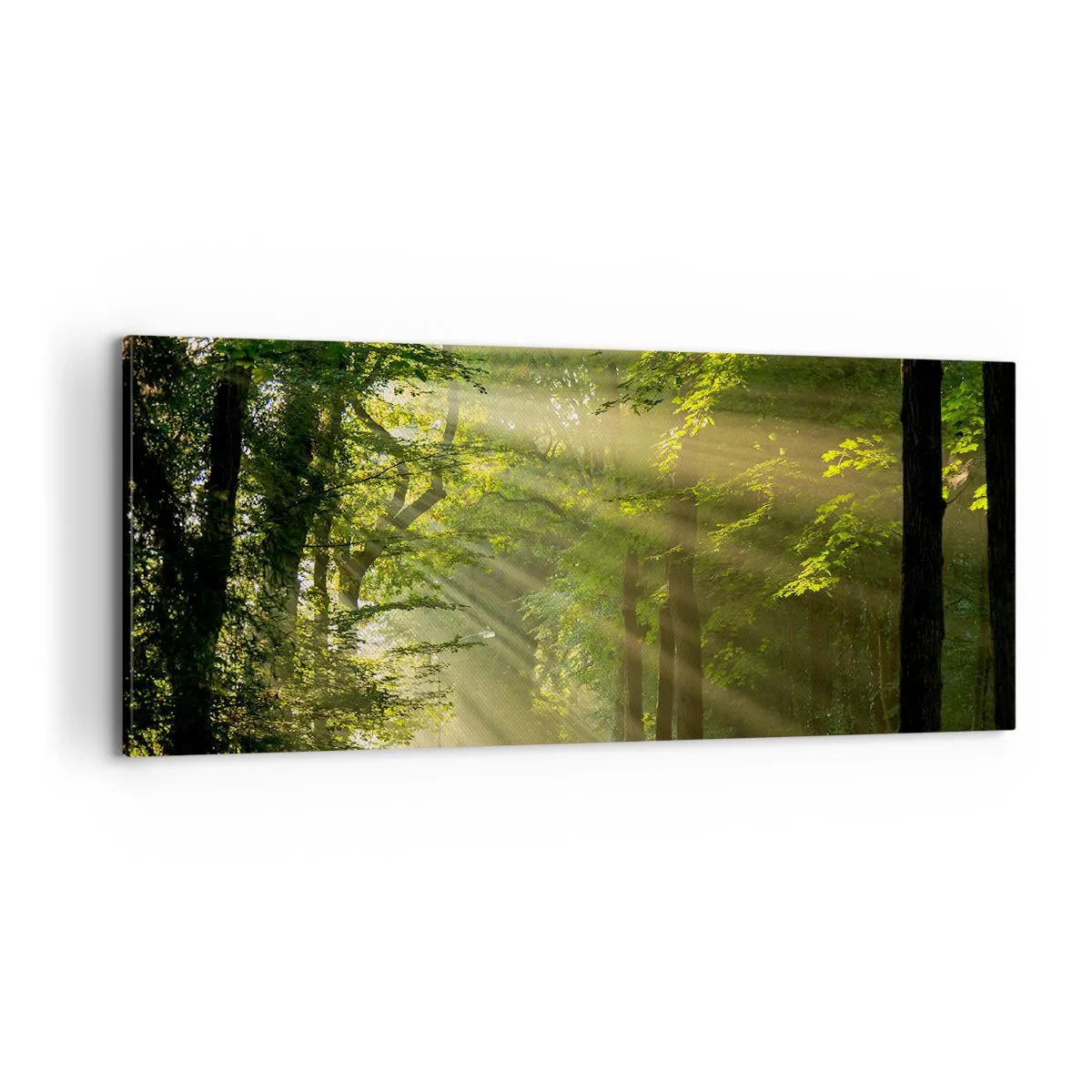 Bild auf Leinwand - Leinwandbild - Waldmoment - 100x40 cm