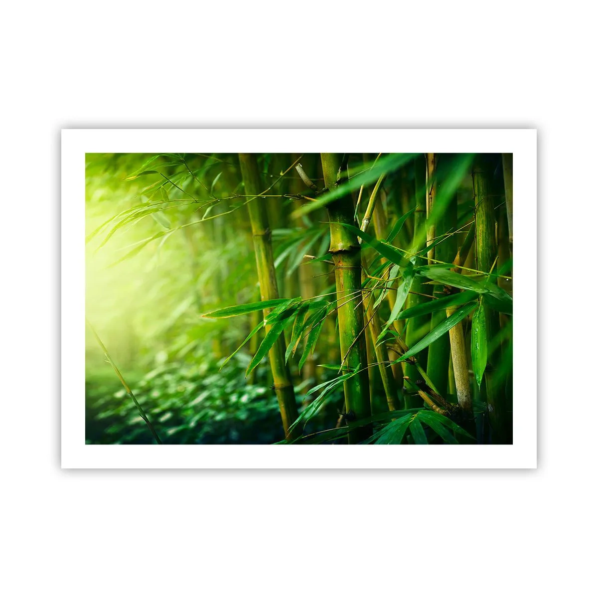 Poster - Lerne Grün selbst kennen - 70x50 cm