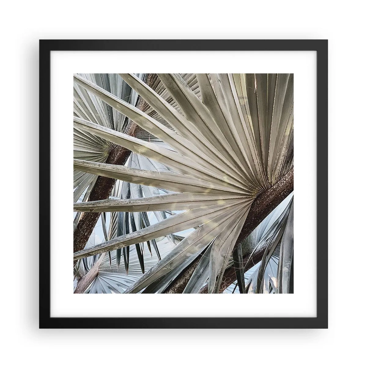 Poster in einem schwarzem Rahmen - Fans in den Tropen - 40x40 cm