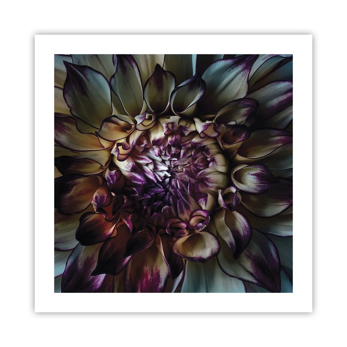 Poster - Die Blütezeit der Jugend - 50x50 cm