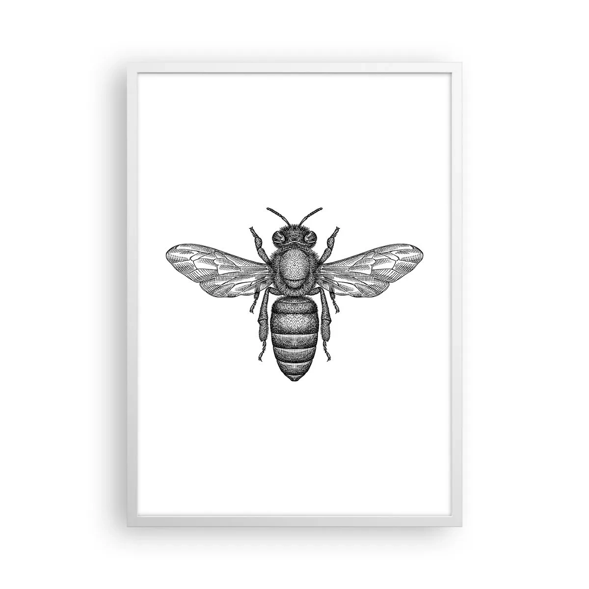 Poster in einem weißen Rahmen - Insektenporträt - 50x70 cm