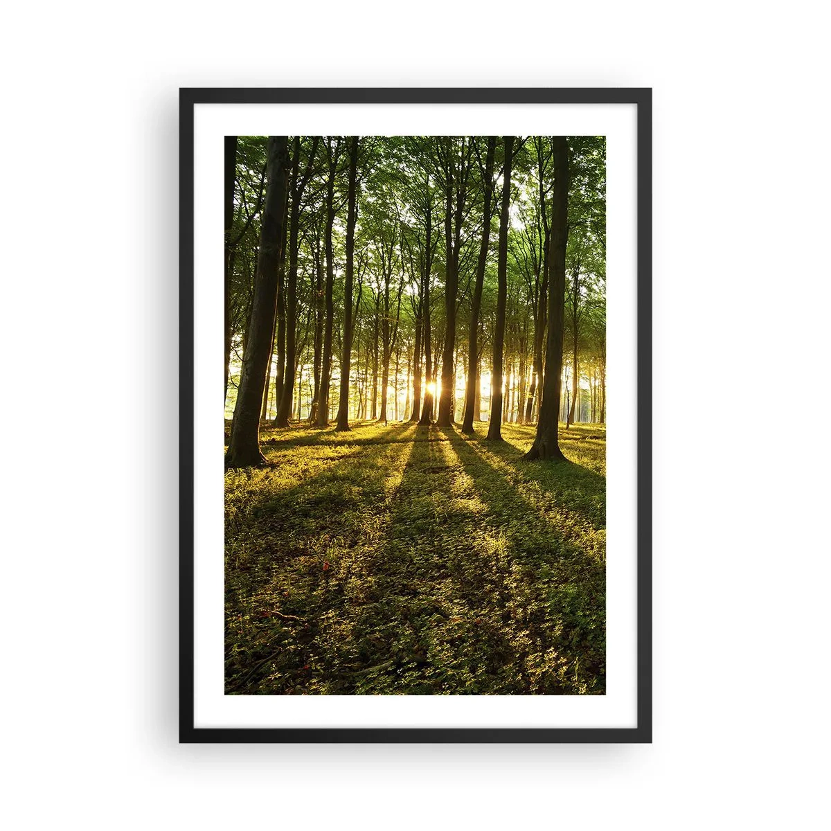Poster in einem schwarzem Rahmen - Ein Wald, beleuchtet von den Strahlen der untergehenden Sonne - 50x70cm - Alle Frühlingsfotografie - Moderne Wanddekoration für Wohnzimmer und Schlafzimmer ARTTOR