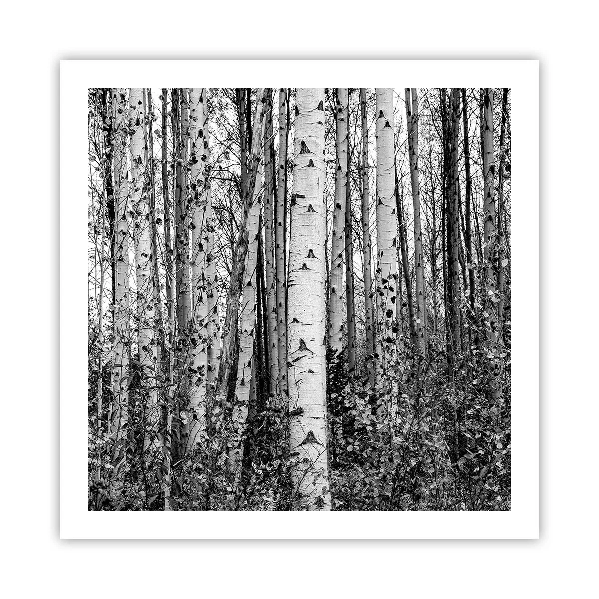 Poster - Birkenkolonnade - 60x60 cm