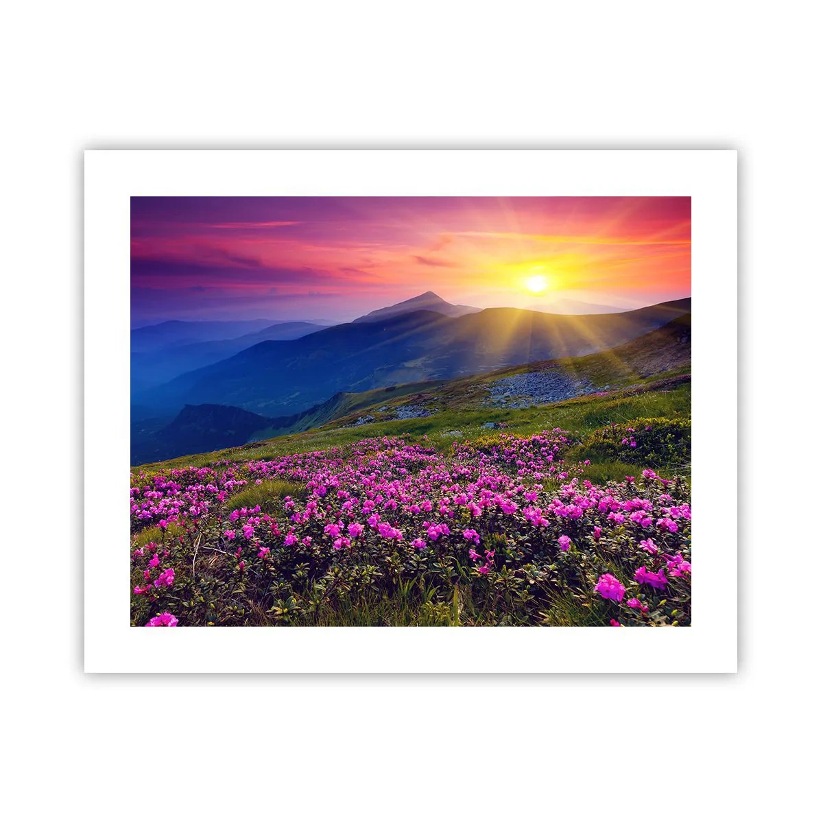 Poster - … Und drumherum duftet es nach Latschenkiefer und dem Duft von Kräutern - 50x40 cm