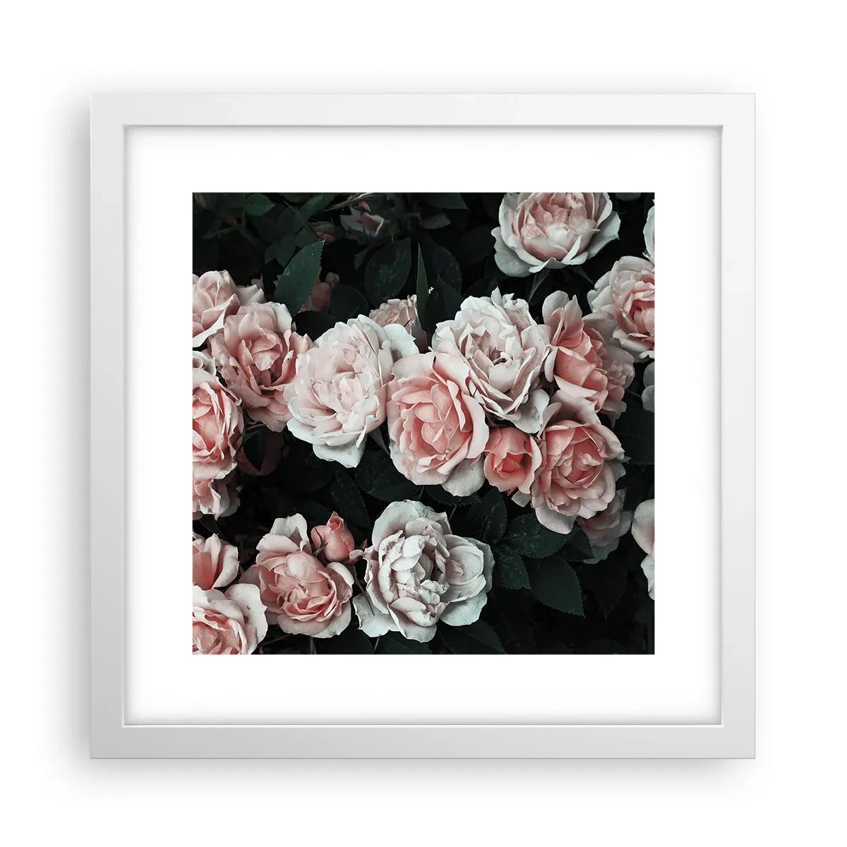 Poster in einem weißen Rahmen - Rosen-Ensemble - 30x30 cm