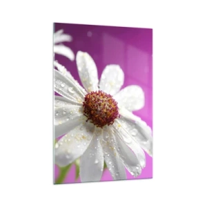 Glasbild - Bild auf glas - Ein weißes Gänseblümchen mit Wassertropfen auf einem rosa Hintergrund - 70x100cm - Bescheiden in seiner Schönheit - Moderne Wanddekoration für Wohnzimmer und Schlafzimmer ARTTOR